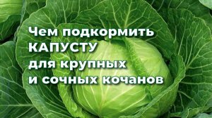 Чем подкормить капусту,чтобы получить урожай крупных и сочных кочанов.