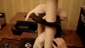 Котята Меконгские бобтейлы окраса рэд-пойнт