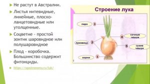 Семейства Лилейные, Луковые, Мятликовые