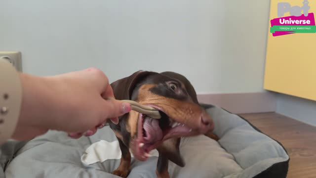 PU8001 Игрушка для собак Pet Universe кость жевательная со вкусом курицы, 18х3,5х4,5 см смотреть онлайн