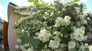 LC225: Женскийклуб. Дача. Мебель для дачи. Очень удобное кресло-релакс!