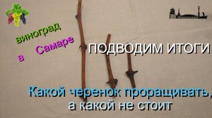 Какой черенок проращивать.....ПОДВОДИМ ИТОГИ