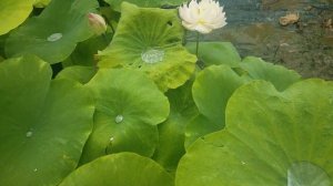 Variegated Lotus Nelumbo 'Gold Splash Hibiscus'