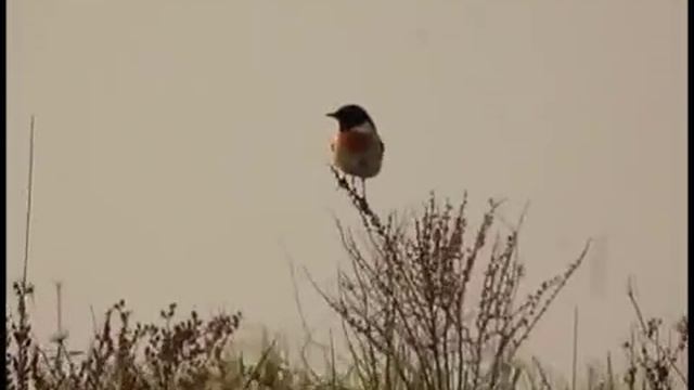 Азиатский черноголовый чекан — Saxicola maurus (Pallas, 1773) смотреть онлайн
