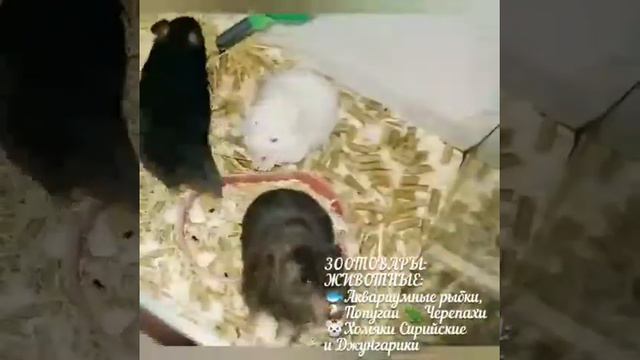 магазин знаменский ул. светлая 29 смотреть онлайн