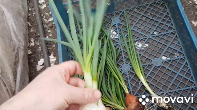 Выгонка лука на перо. Сорт Джуниор. Сколько получается смотреть онлайн