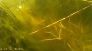 Подводная Охота на Сазана, Секретное Озеро, Россия Краснодарский Край!