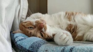 КАК ЗЕВАЕТ КОТ ?