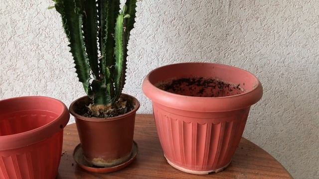 386. Молочай трехгранный. Пересадка. смотреть онлайн