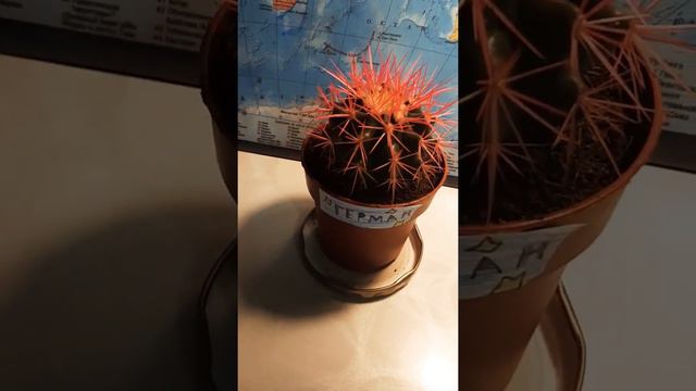 Обзор про Кактус💣🤑 смотреть онлайн