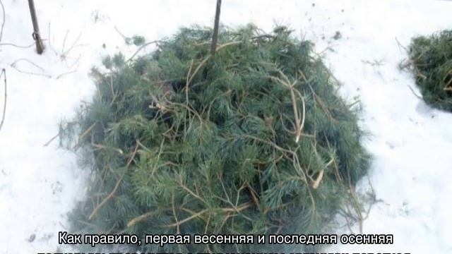 Бузульник пржевальского — посадка и уход