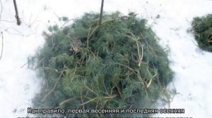 Бузульник пржевальского — посадка и уход