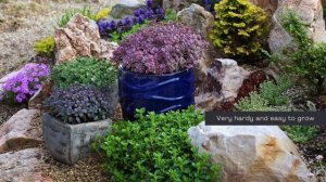 Introducing: Sedum Sunsparkler® Dream Dazzler