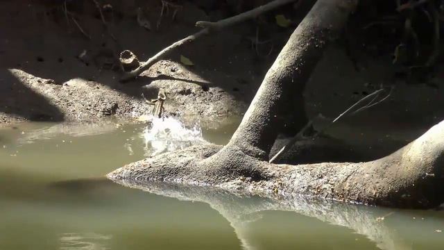 ЗООЛОГИЧЕСКИЙ ВЕСТНИК - выпуск 8 (гремучие змеи, лягушки, птицы, киты и криль...) смотреть онлайн