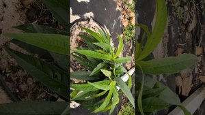 магазин саженцев саженцы13рф, честный отзыв