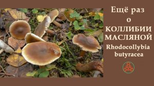 Ещё раз о КОЛЛИБИИ МАСЛЯНОЙ. Rhodocollybia butyracea.