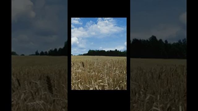 Звук летнего поля жужжание пчел и насекомых для сна