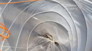 Ловим живца быстро...