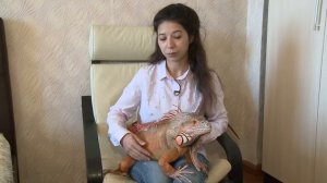 В тренде Домашняя Игуана