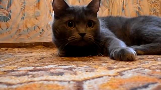 Кошка напала на оператора!! ШОК ВИДЕО!!! смотреть онлайн