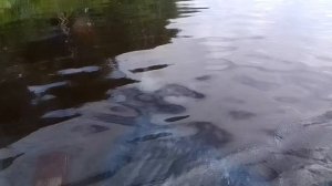 Поездка на болотоходе.mp4