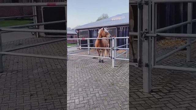 Открытый денник с двориком. Покрытие плитка. смотреть онлайн