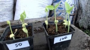 Гиббереллин. Результат замачивания семян в гиббереллине.