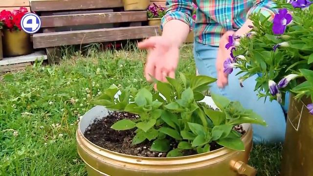 ЧЕМ ПОДКОРМИТЬ ПЕТУНИЮ? Советы садовода Татьяны Гордеевой 19.07.23 смотреть онлайн