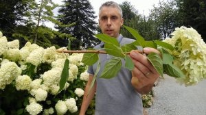 Hydrangea paniculata 'Lime light'