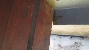 Шпилька для сруба деревянного дома - стяжки венцов