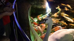 Океанариум в Галактике/Краснодарский океанариум/Кормление акул