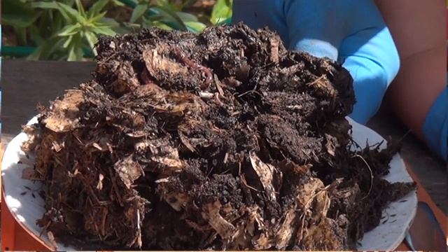 025. Как проверить субстрат еловые стружки на готовность для червя смотреть онлайн