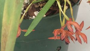 Black Orchid Flowers /Black Maxillaria schunkeana Orchid tips to bloom