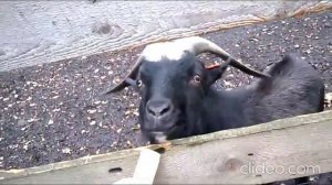 ЗООПАРК, ВИДЕО ДЛЯ ДЕТЕЙ, ВЕРБЛЮД, ОСЕЛ, КОЗЕЛ