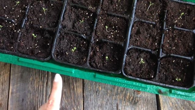 КАК ВЫРАСТИТЬ ПЕТУНИИ Часть 2 смотреть онлайн