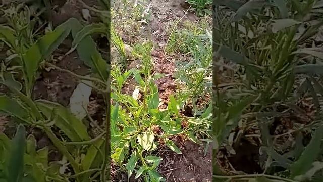 Растения лесостепи. 160520