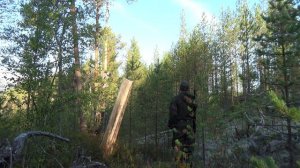 ОХОТА НА РЯБЧИКА С МАНКОМ 2019 / ОХОТА НА БОРОВУЮ ДИЧЬ