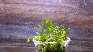 МАРСИЛИЯ ХИРСУТА ( MARSILEA HIRSUTA )