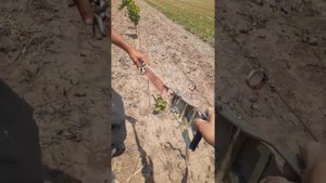 Как натянуть проволоку на винограднике.