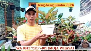 OBRAL AGLONEMA LOKAL MURAH MERIAH