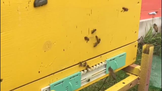 Небольшой обзор пасеки смотреть онлайн