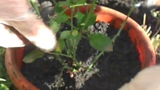 Как пересадить комнатную розу.Видео №3 окончание. смотреть онлайн