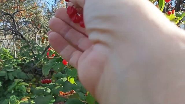 Калина красная/На даче смотреть онлайн