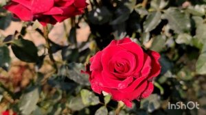 About Rose  Dick clark, about face, Tournament of rose