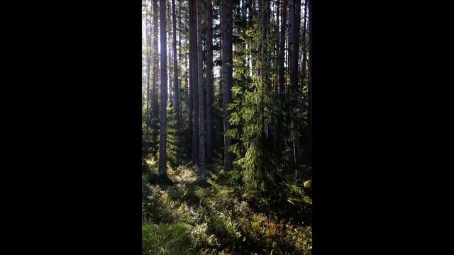 Карельский перешеек.2016 год. В осеннем лесу смотреть онлайн