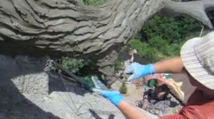 мастер класс как сделать кору дерева из цементного раствора. арт бетона