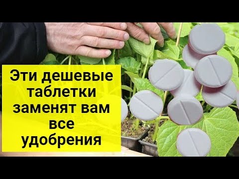 Дешёвое аптечное средство может с лёгкостью заменить азотное удобрение для растений ранней весной