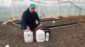 №4 Обработка рассады огурца от корневых и прикорневых гнилей