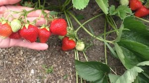 ЭЛИАНЕ. Сорт клубники голландской селекции.