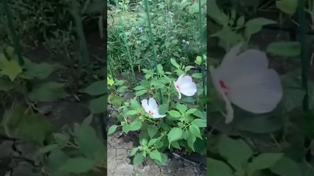 Гибискус травянистый, сорт Pink Swirl (Пинк Свёрл) смотреть онлайн